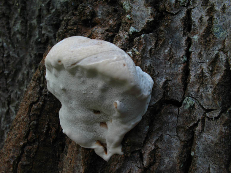 Polyporacea da det. (Ganoderma sp.)
