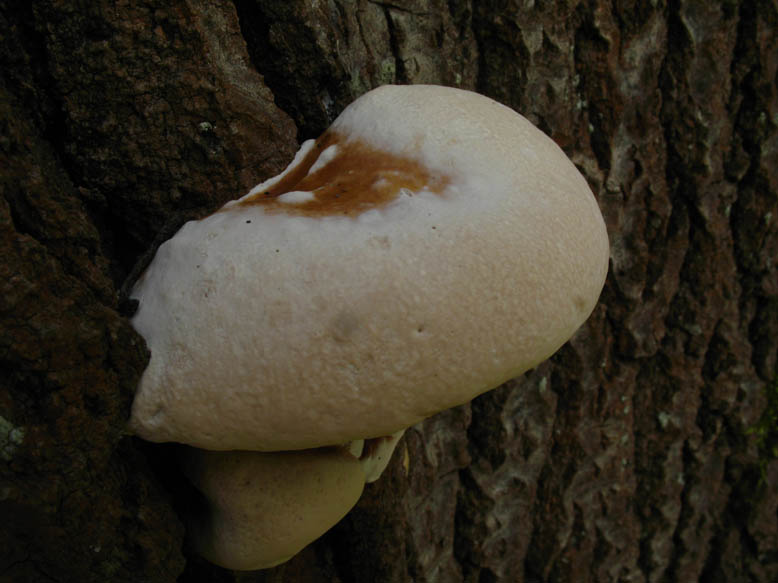 Polyporacea da det. (Ganoderma sp.)