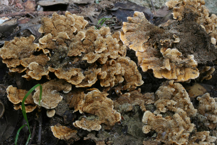 Stereum... (Stereum hirsutum)