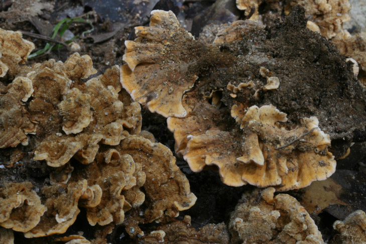 Stereum... (Stereum hirsutum)