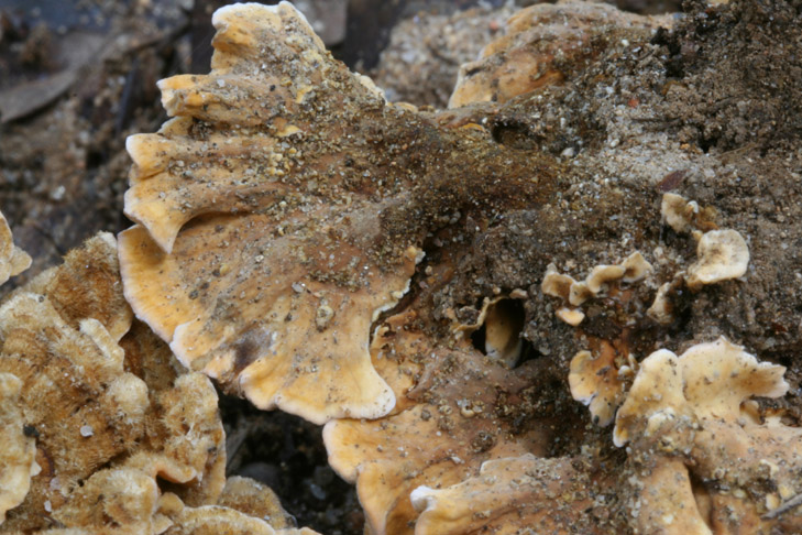 Stereum... (Stereum hirsutum)