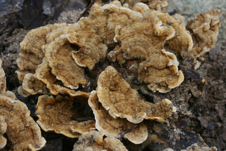 Stereum... (Stereum hirsutum)