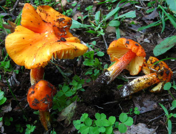funghi a gennaio