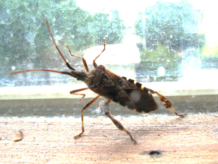 Leptoglossus occidentalis.
