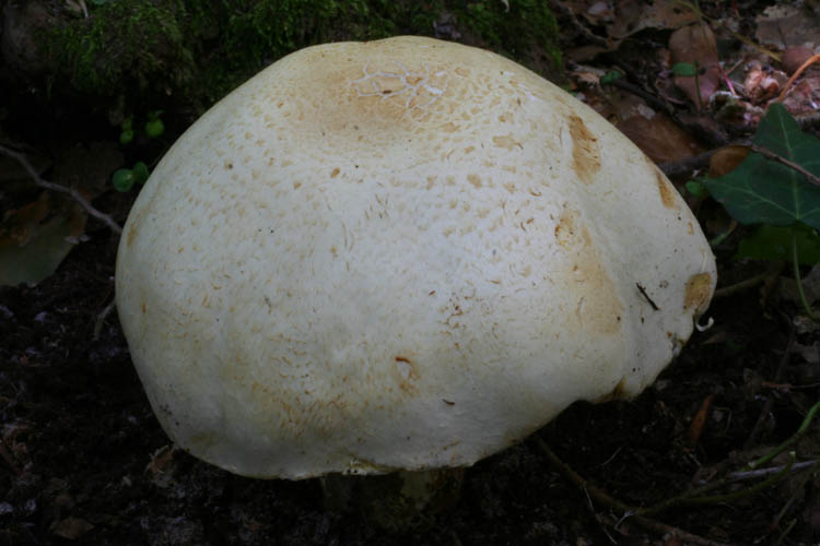 Agaricus....