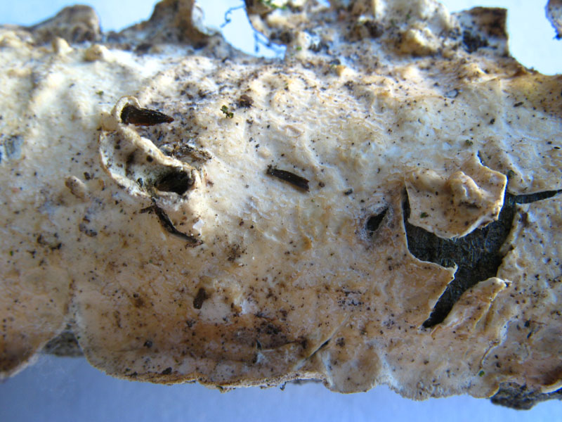 Crosta bianca da det. (Byssomerulius corium)