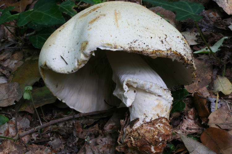 Agaricus....