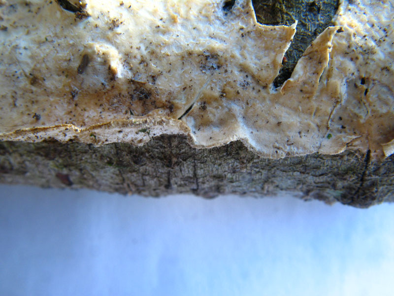 Crosta bianca da det. (Byssomerulius corium)