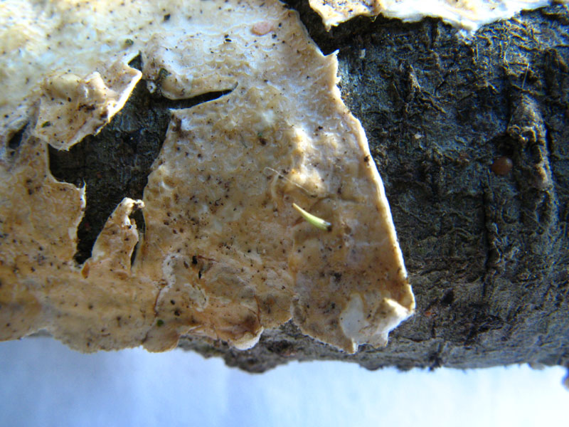 Crosta bianca da det. (Byssomerulius corium)