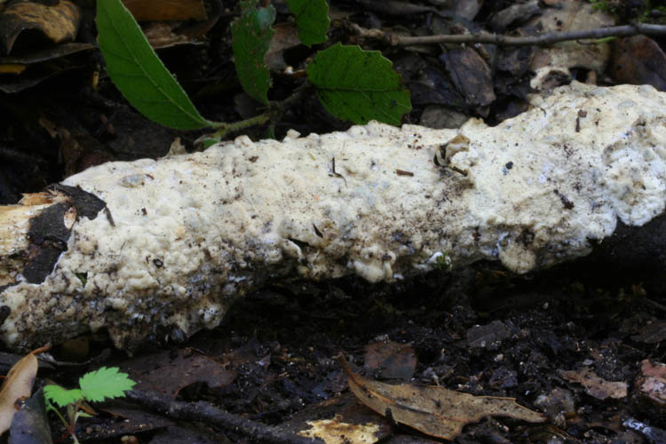 Crosta bianca da det. (Byssomerulius corium)