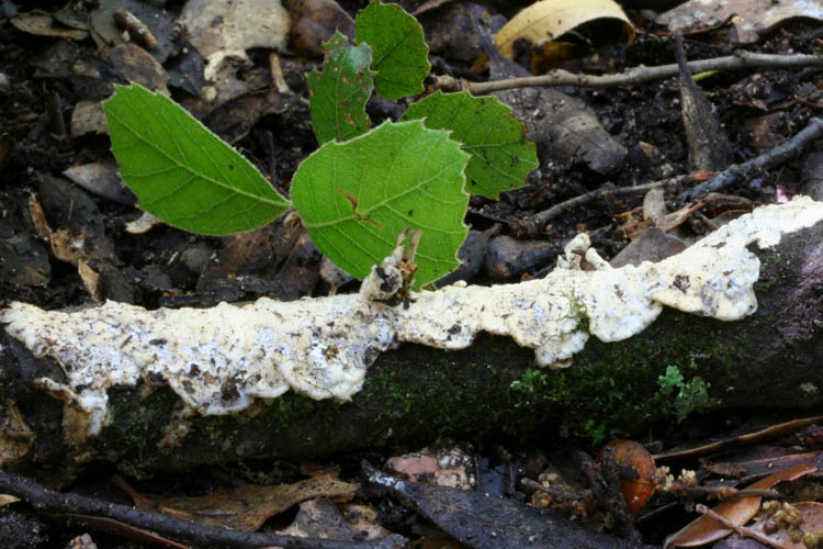 Crosta bianca da det. (Byssomerulius corium)