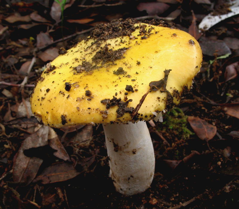 Russula ochracea (cfr. Russula risigallina)
