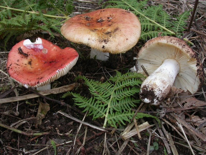 russula tra i lecci (cfr. Russula globispora)