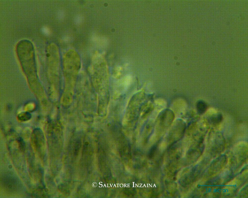 Clitocybe vermicularis