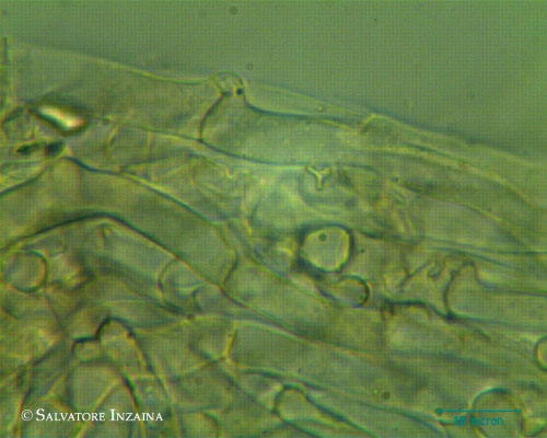 Clitocybe vermicularis