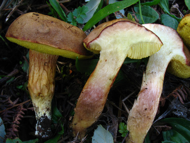 Xerocomus subtomentosus?