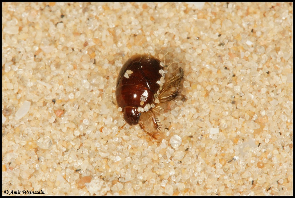 Cydnidae d''Israele: Cephalocteus scarabaeoides