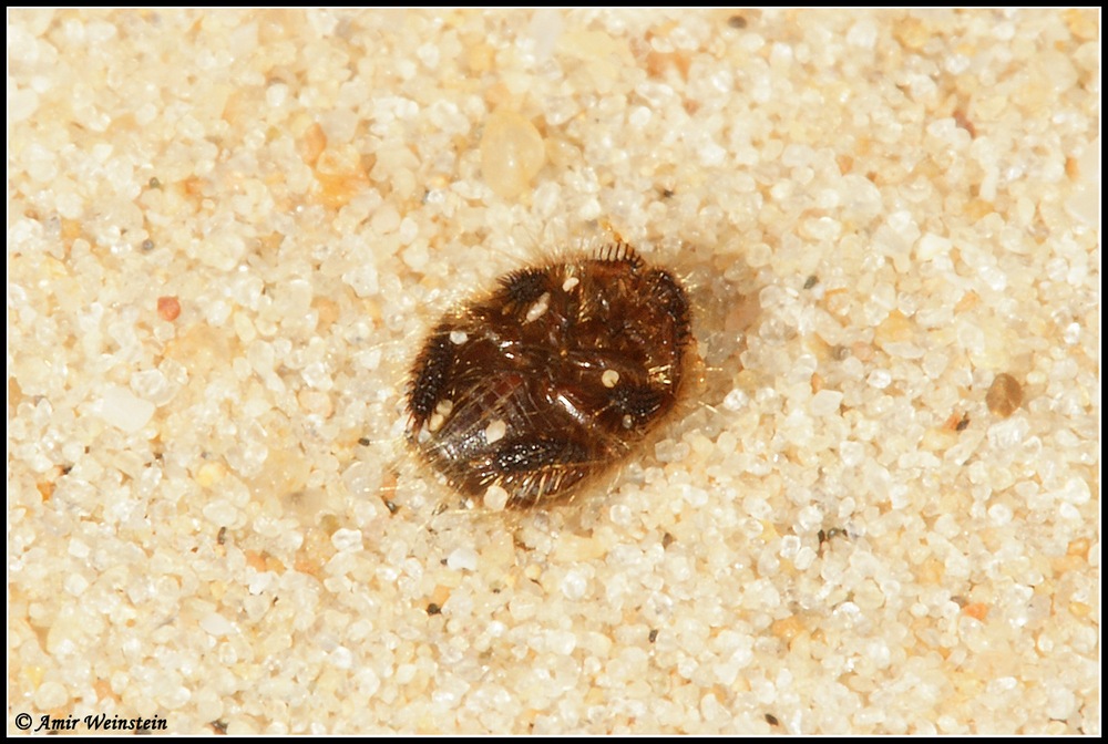 Cydnidae d''Israele: Cephalocteus scarabaeoides