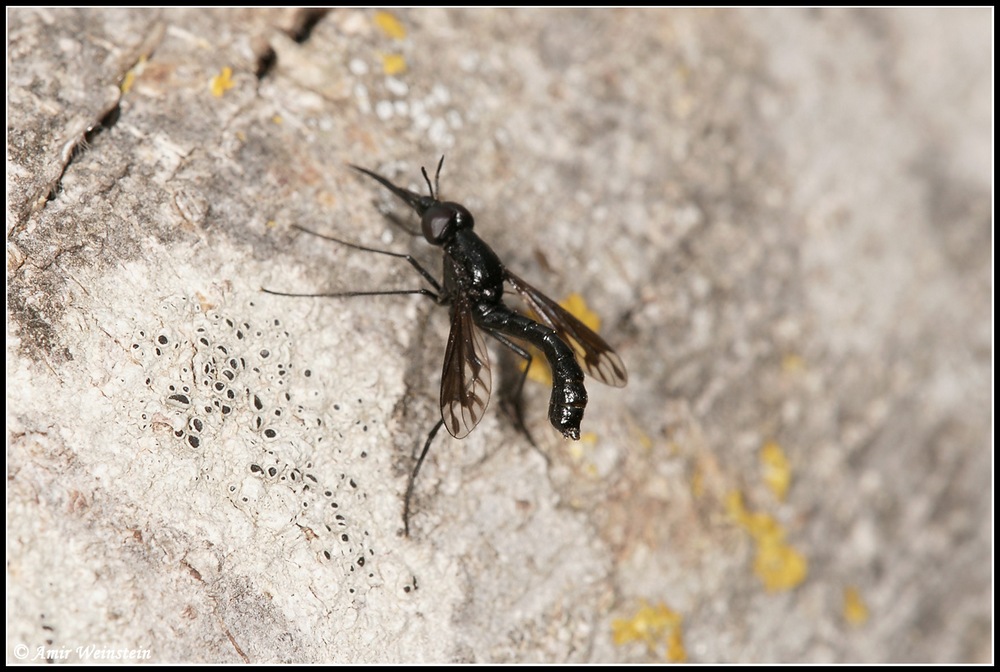 Diptera d''Israele  -  Eclimus gracilis (Bombyliidae).