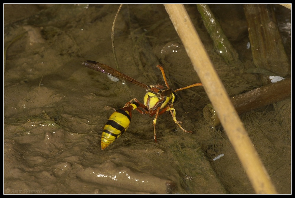 Vespidae Eumeninae d''Israele for ID
