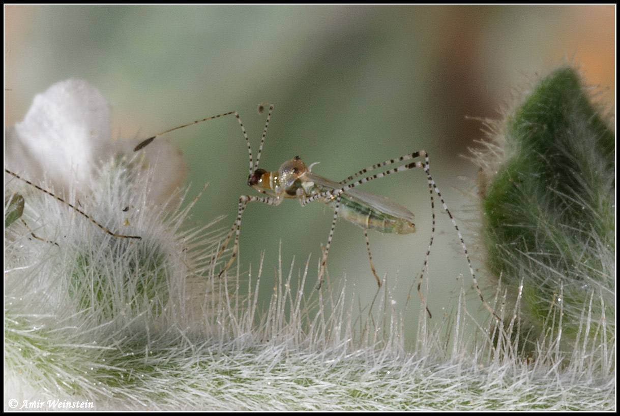 Heteroptera d''Israele: Tholagmus strigatus etc.