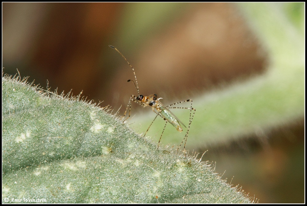 Heteroptera d''Israele: Tholagmus strigatus etc.