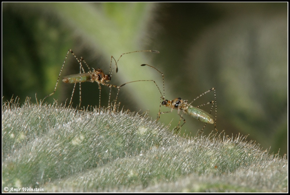 Heteroptera d''Israele: Tholagmus strigatus etc.