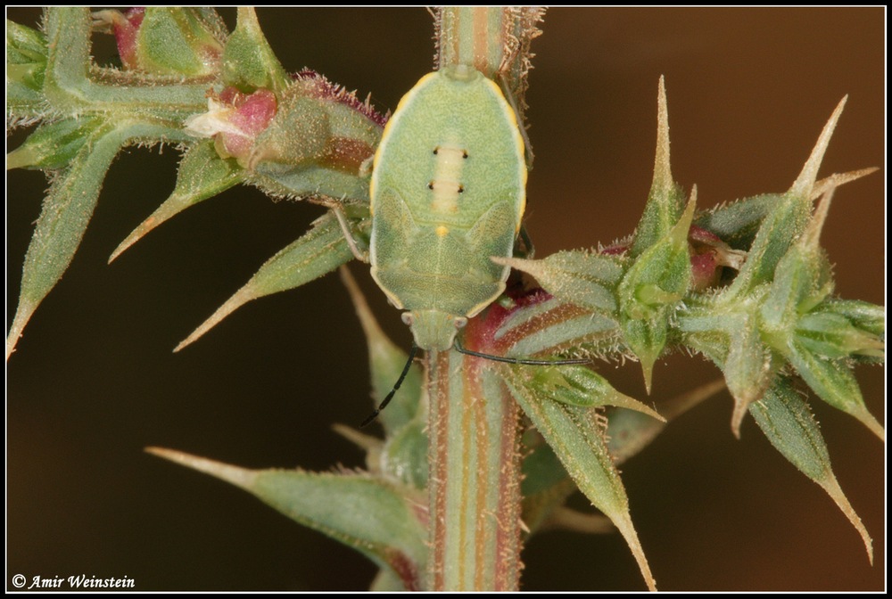 Pentatomidae d''Israele: Brachynema germari