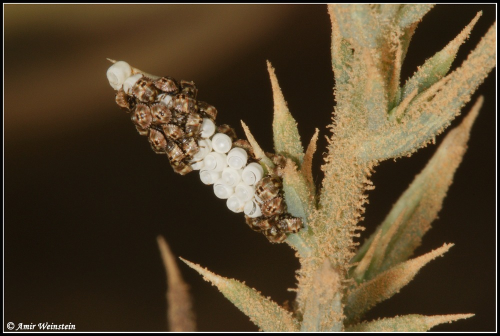 Pentatomidae d''Israele: Brachynema germari