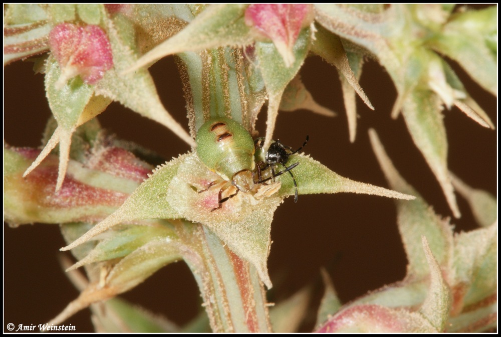 Pentatomidae d''Israele: Brachynema germari