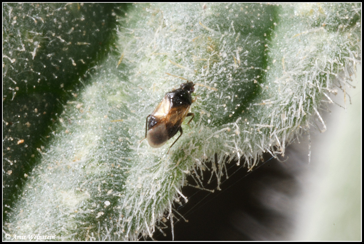 Heteroptera d''Israele: Tholagmus strigatus etc.