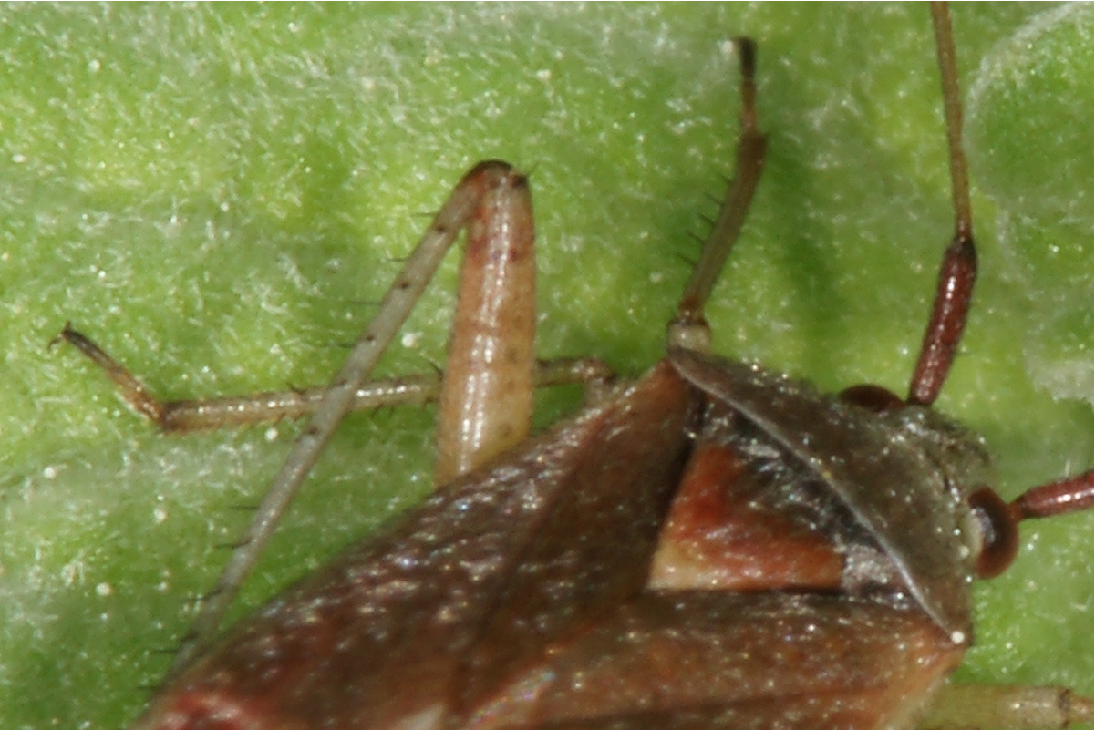 Heteroptera d''Israele: Miridae