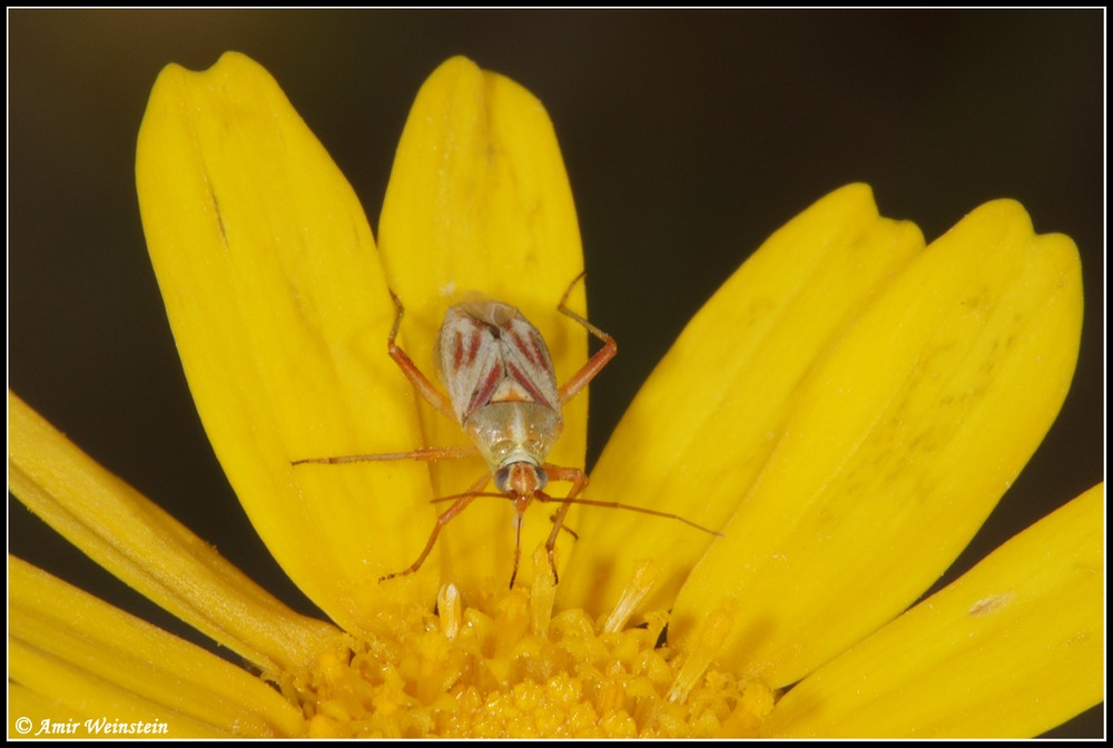 Heteroptera d''Israele: Miridae