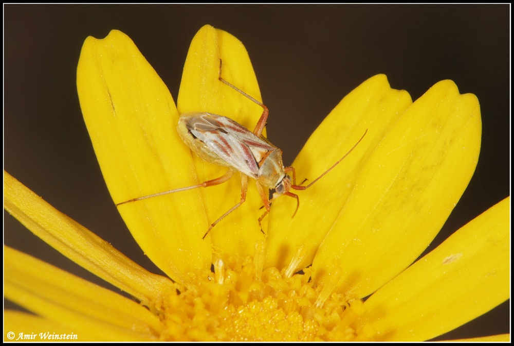 Heteroptera d''Israele: Miridae