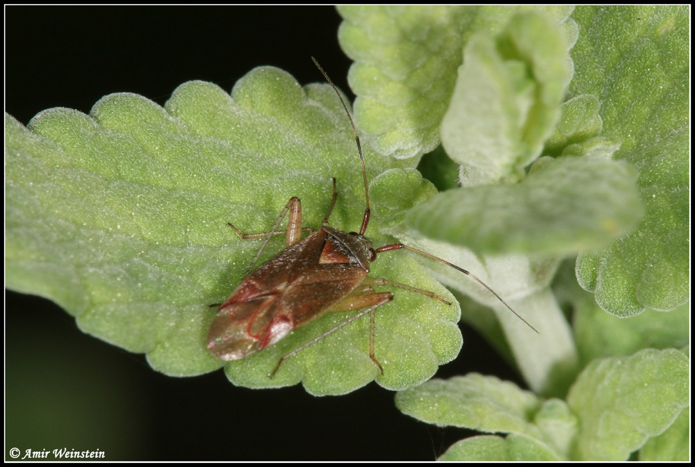 Heteroptera d''Israele: Miridae