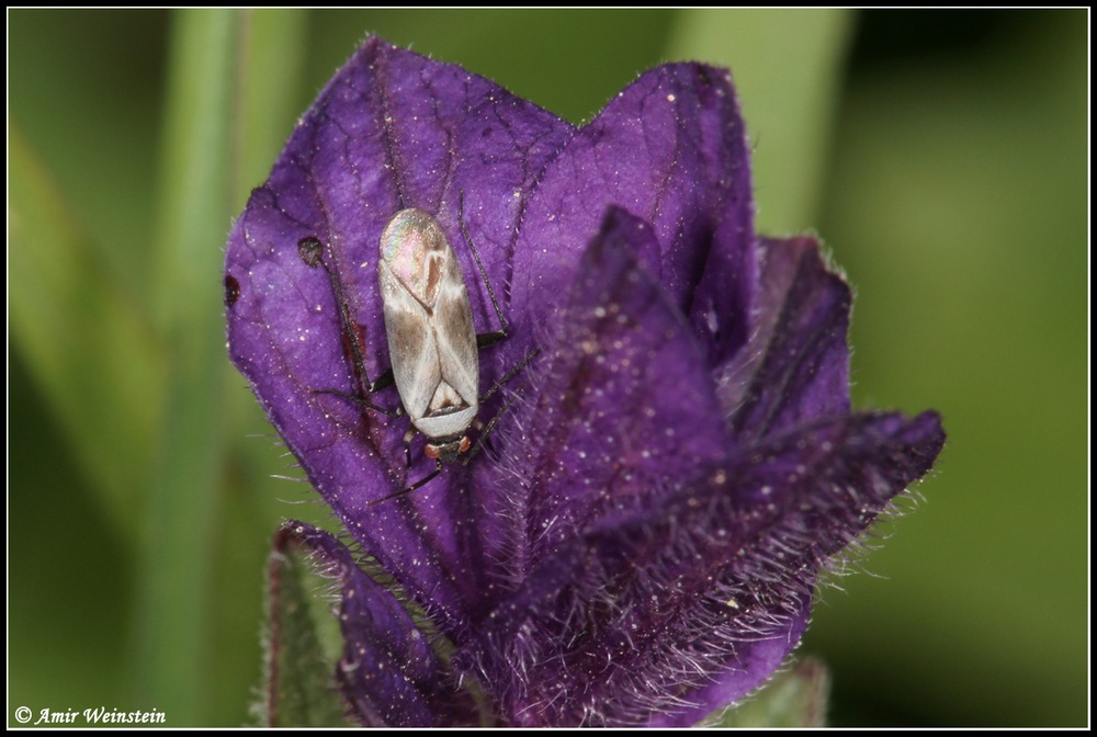 Heteroptera d''Israele: Miridae