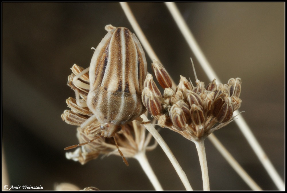 HETEROPTERA: CHIAVI DICOTOMICHE