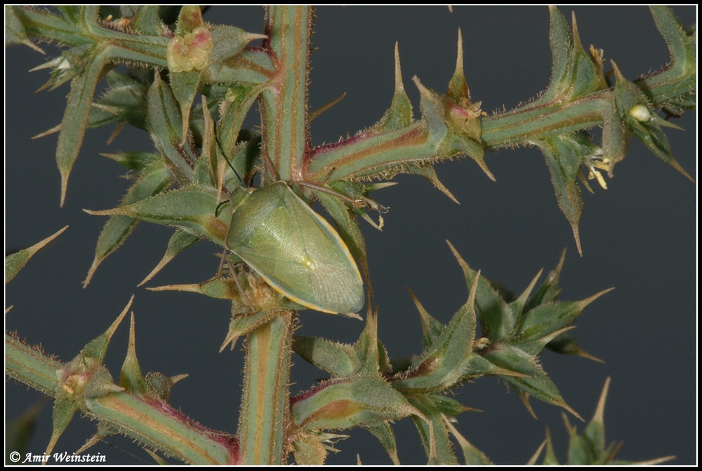 Pentatomidae d''Israele: Brachynema germari