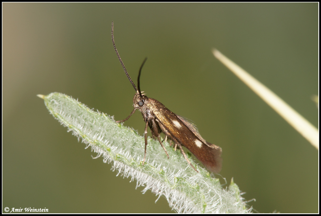 Lepidoptera d''Israele for ID: Scythrididae