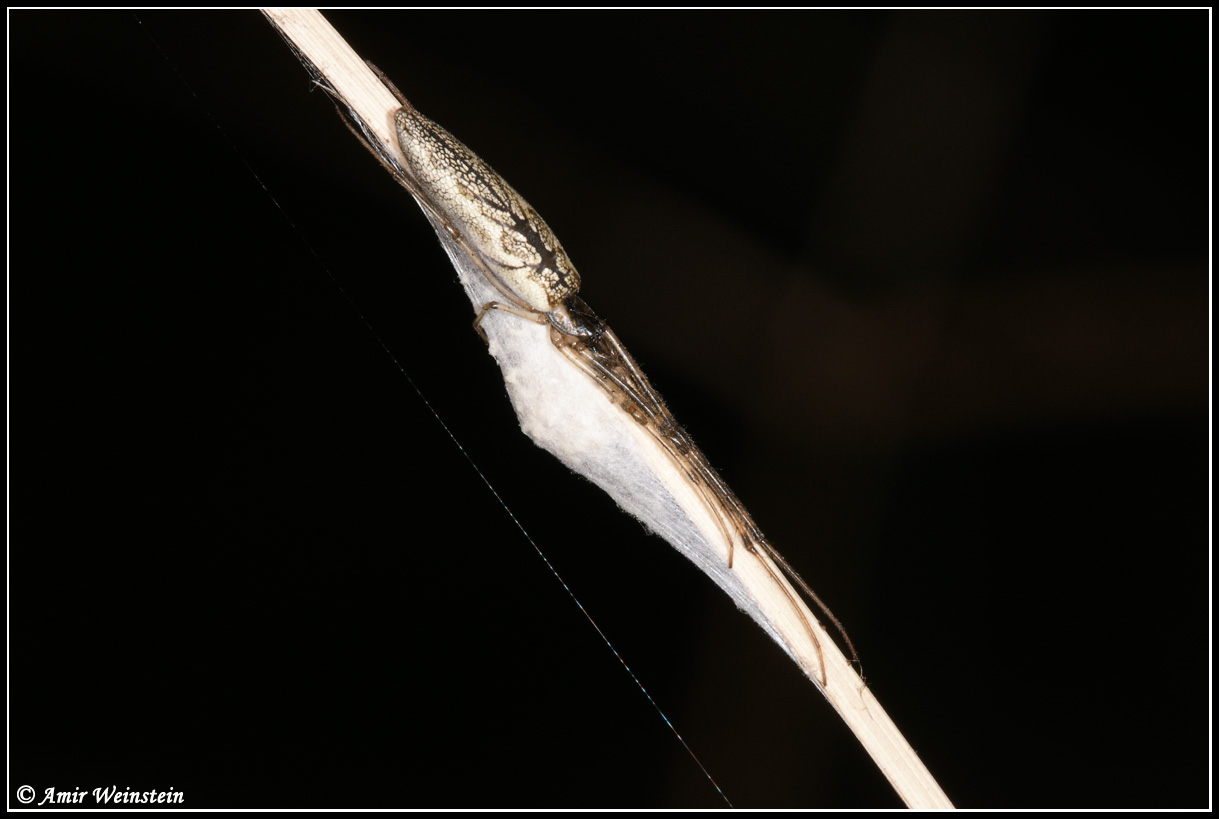 Tetragnathidae  d''Israele for ID