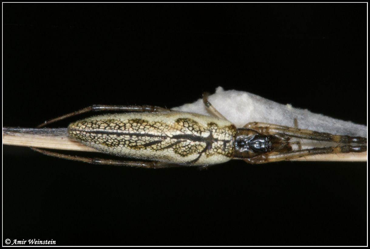 Tetragnathidae  d''Israele for ID