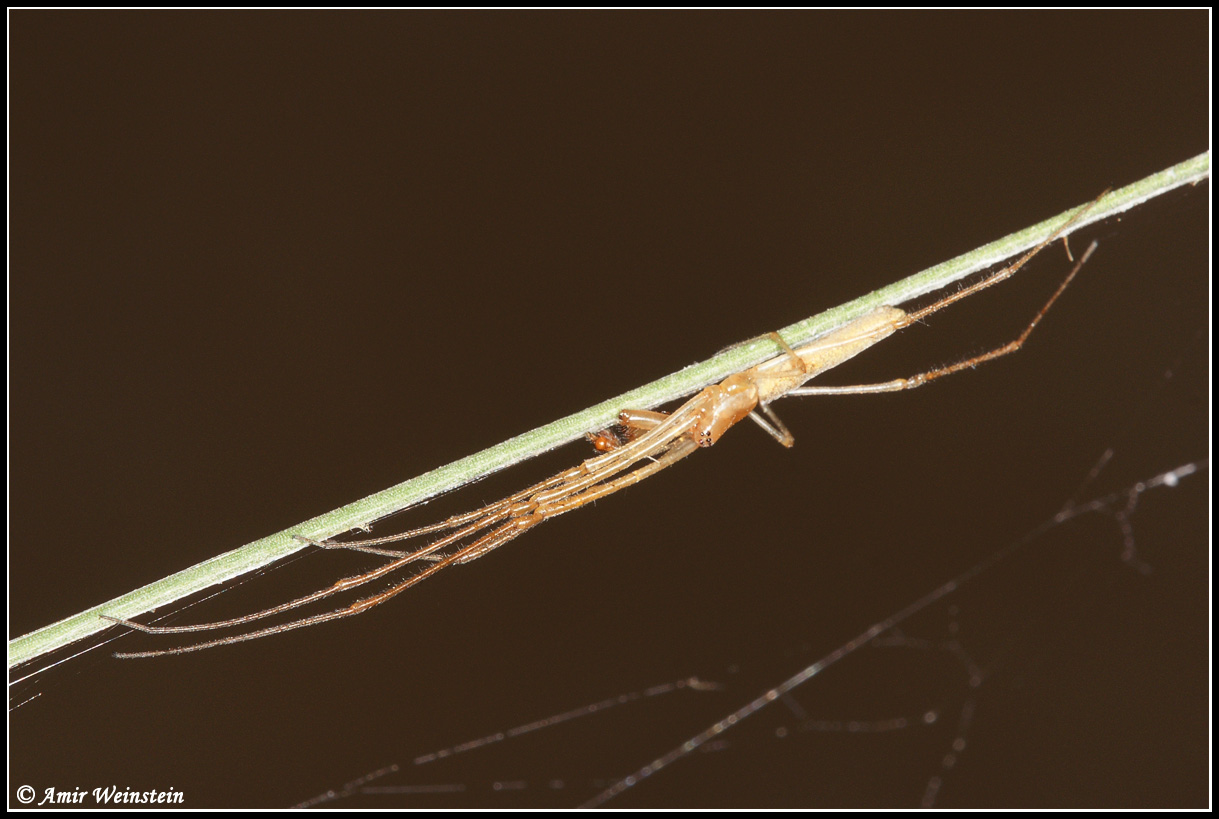 Tetragnathidae  d''Israele for ID