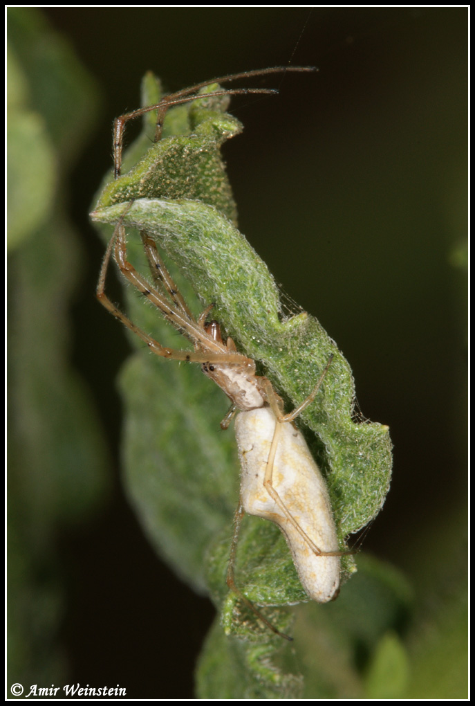 Tetragnathidae  d''Israele for ID