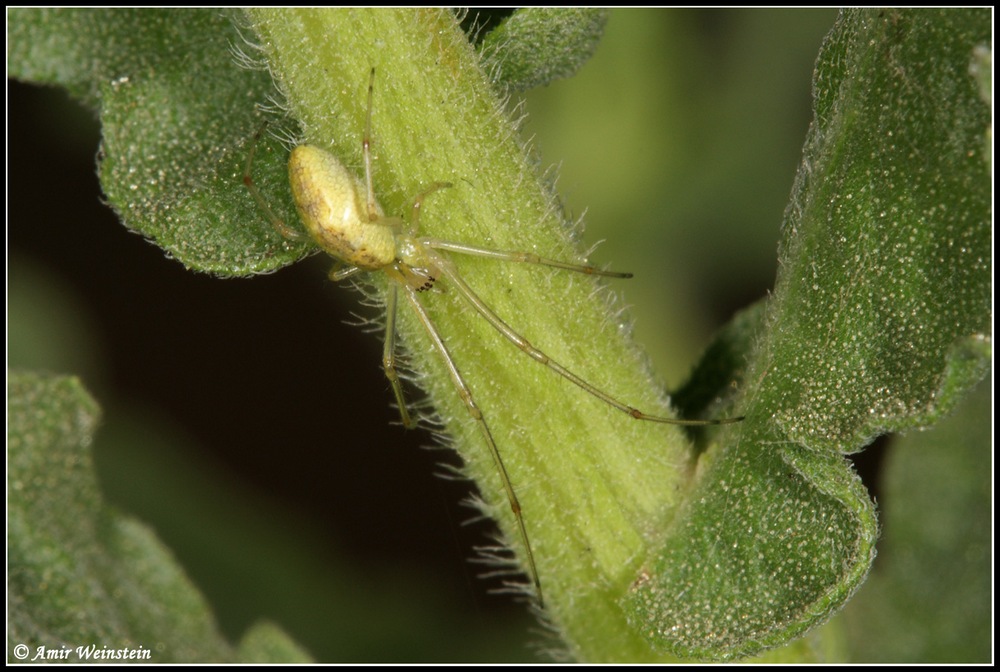 Tetragnathidae  d''Israele for ID
