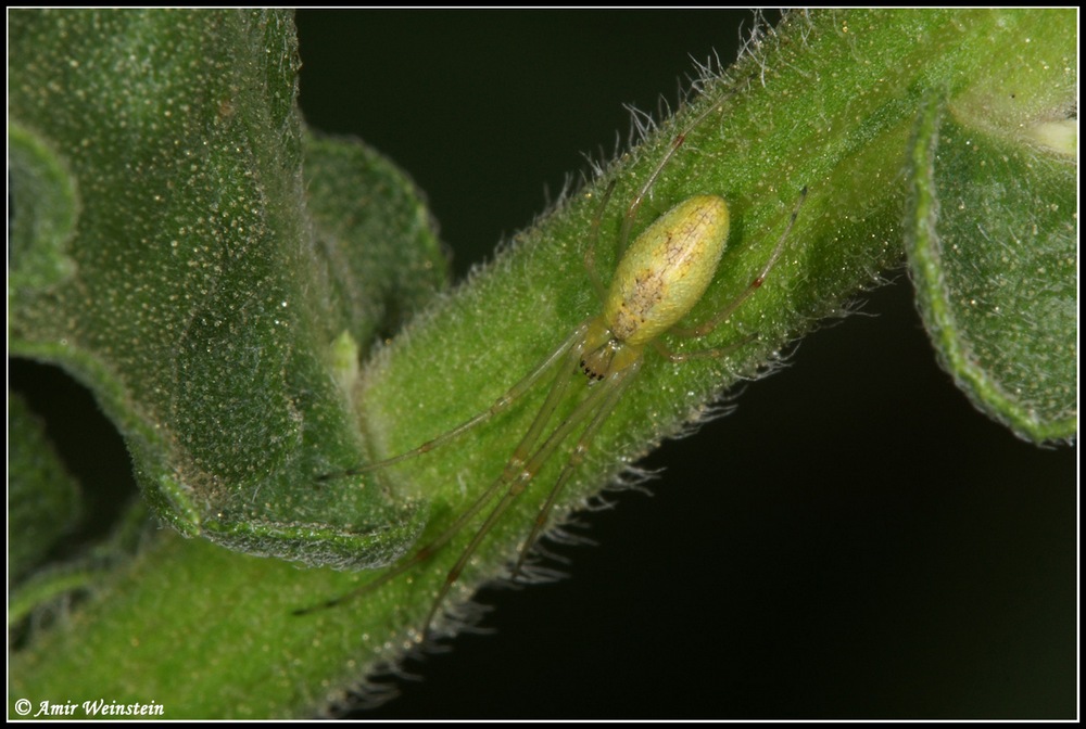 Tetragnathidae  d''Israele for ID