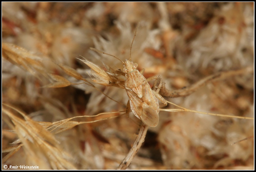 Heteroptera d''Israele: Tholagmus strigatus etc.