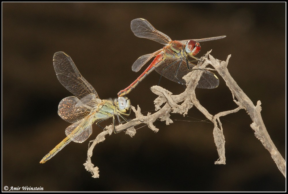 Sympetrum fonscolombii  d''Israele