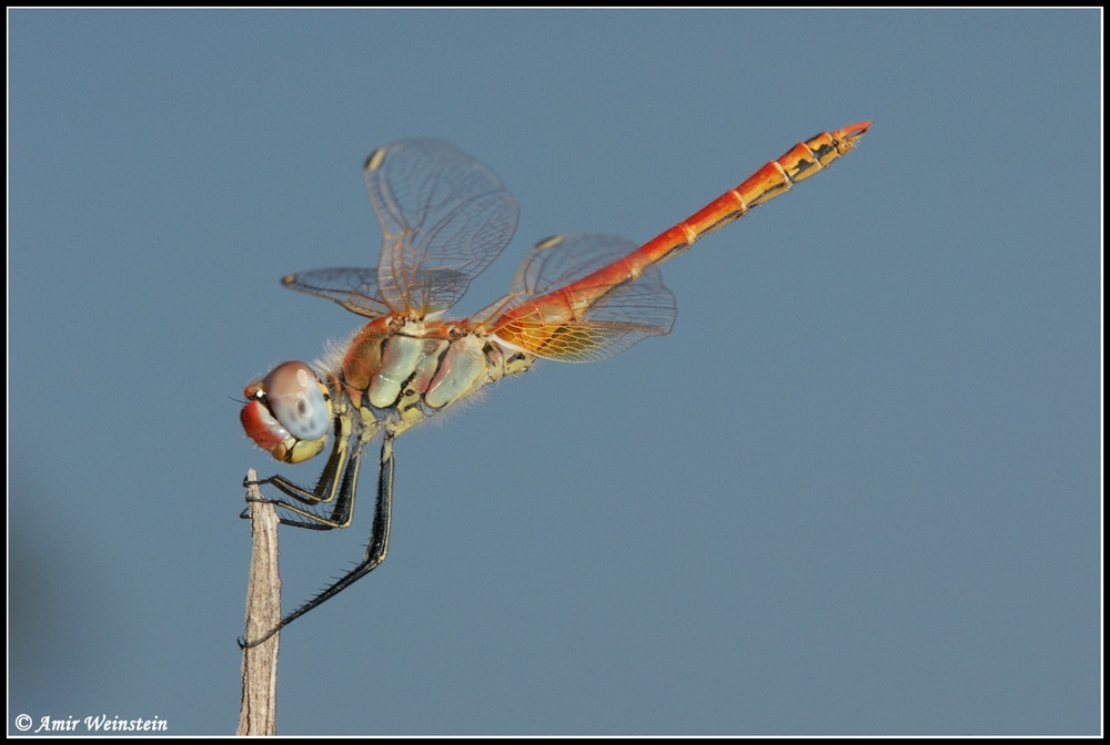 Sympetrum fonscolombii  d''Israele