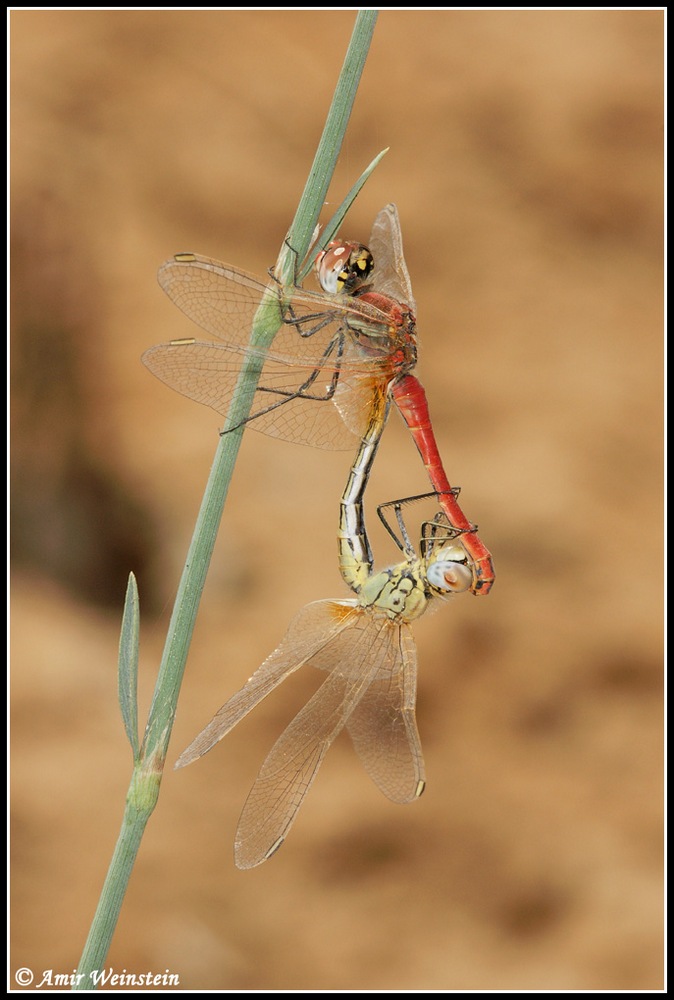 Sympetrum fonscolombii  d''Israele