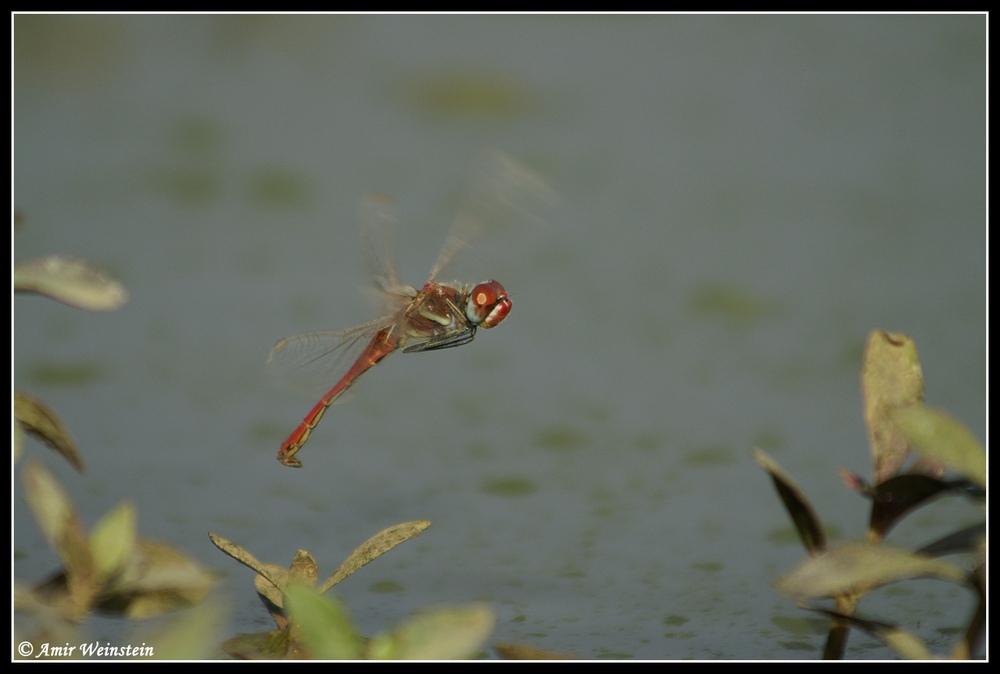 Sympetrum fonscolombii  d''Israele